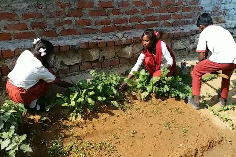 Students built kitchen garden in school campus in Lohardaga