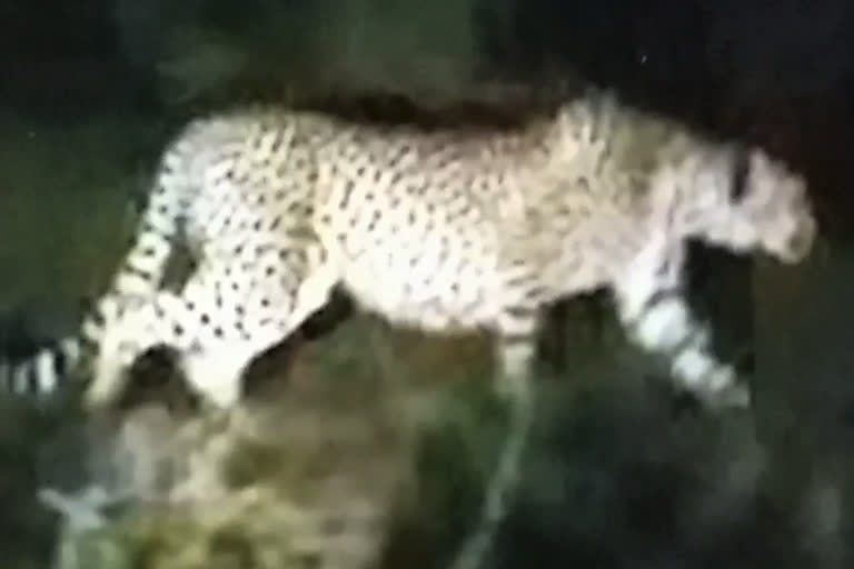 Leopard has created panic among people in Jabalpur city