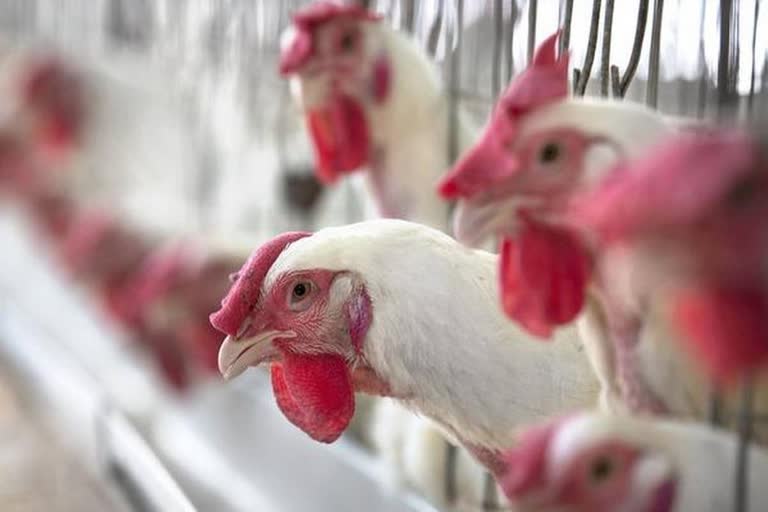 editorial on problems of poultry farmers