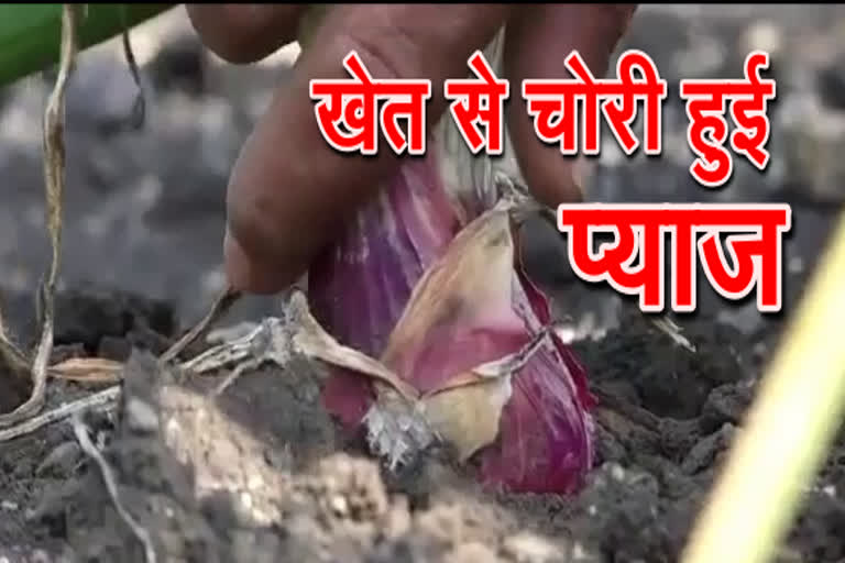 Onion crop stolen from farm in Mandsaur