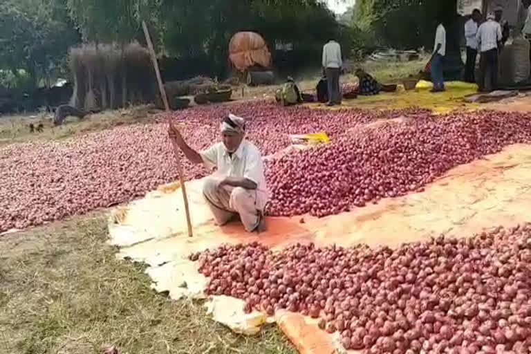 Onion in Khandwa