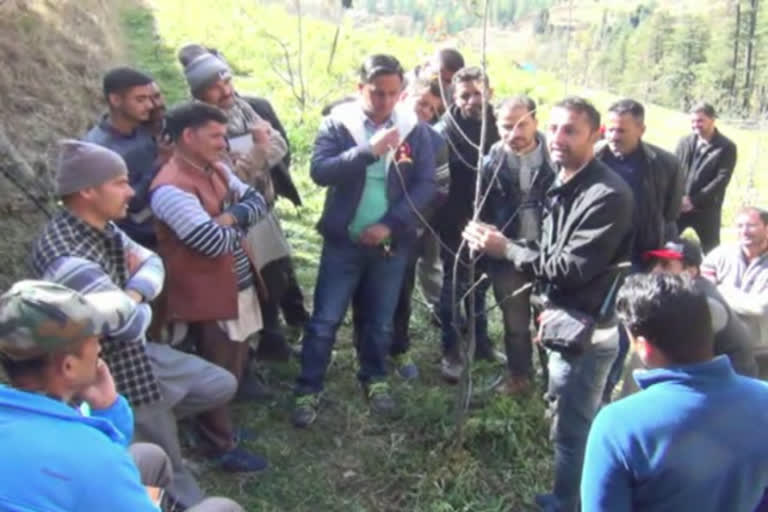 pruning Training camp in Gadakufar Theog