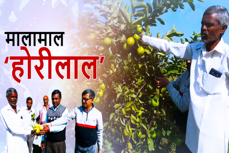 Millions are earned from guava farming, Horilal became rich in narshingpur