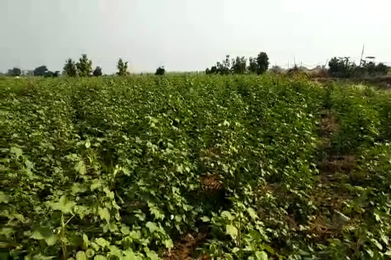 farmers avoiding cotton plantation