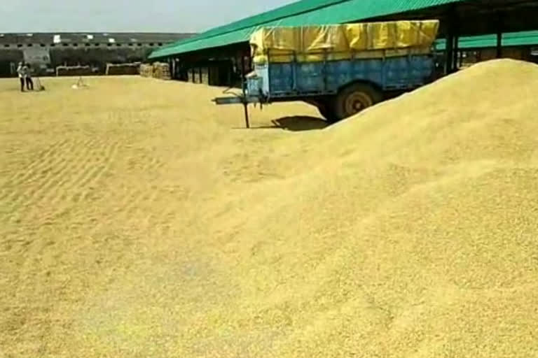 khatima paddy farmers latest update ,  खटीमा किसानों की समस्या