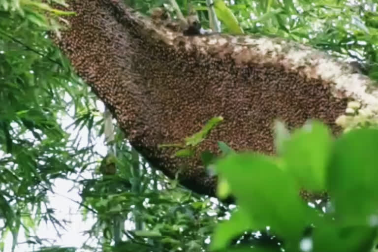 শিমলুগুৰি