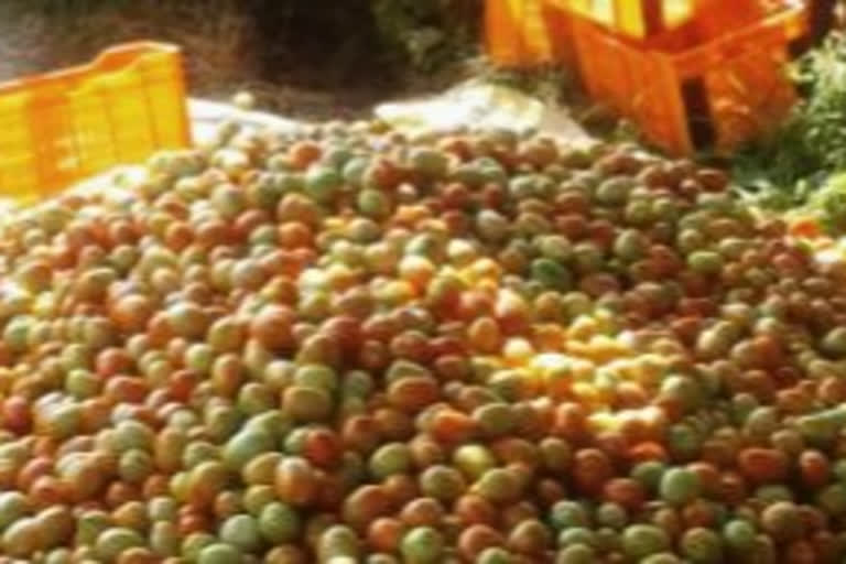 tomato price increased in nashik, farmer in crisis