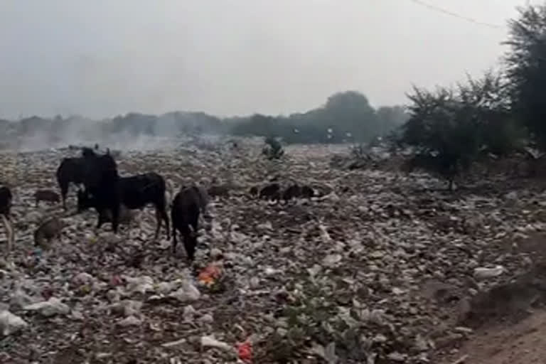 jaipur news, dumping yard with no boundry wall causes problem jaipur, जयपुर न्यूज़, बिना बाउंड्री के डंपिंग यार्ड से हो रही समस्याएं जयपुर