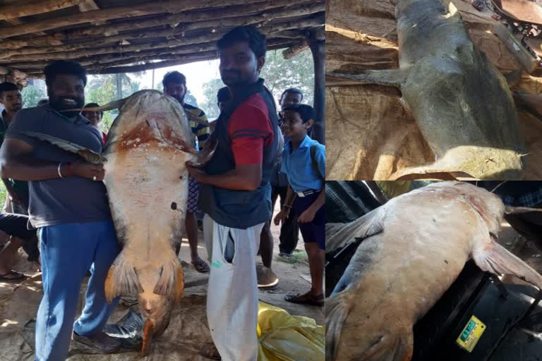 A rare 63 kg kurudi fish