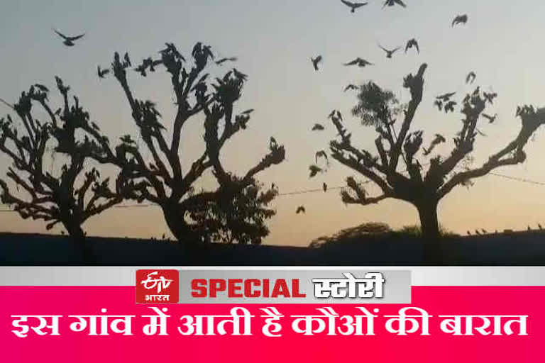 कौओं की बारात, Crow crowd in Jhunjhunun