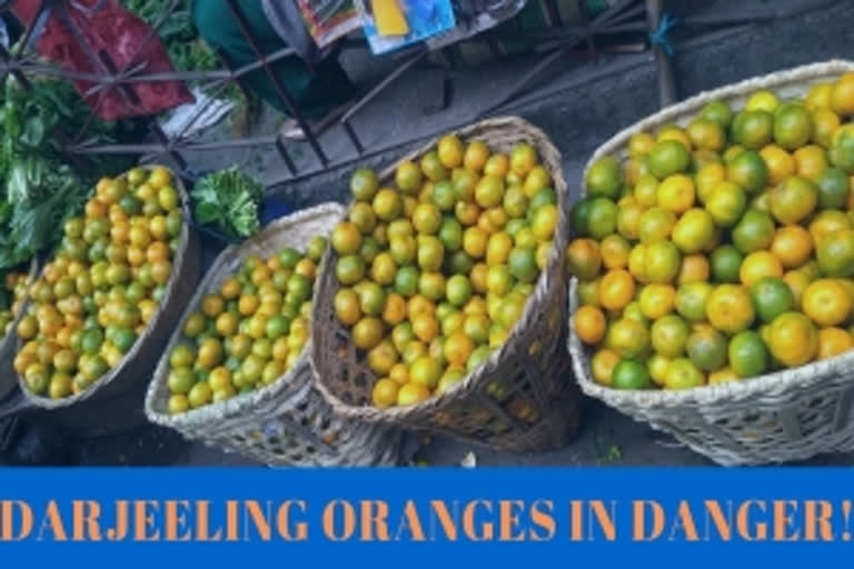 Yield of Darjeeling oranges in danger!