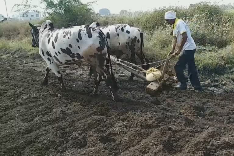 रब्बीची पेरणी लांबणीला