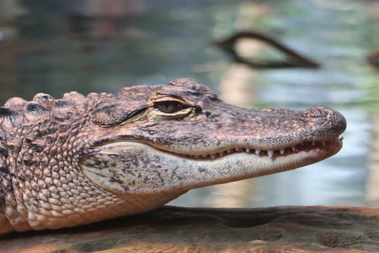 Farmer killed in crocodile attack in telangana