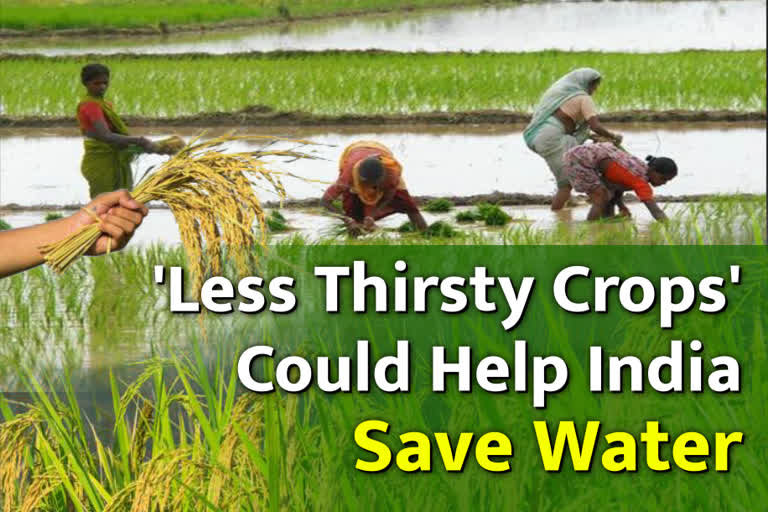 Swapping crops could help India save water, improve nutrition: Study