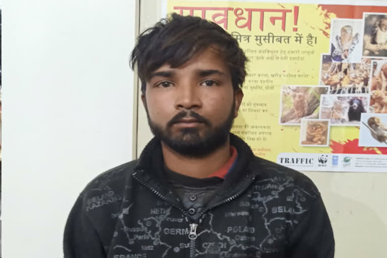 stf-arrested-wildlife-smuggler-from-himachal