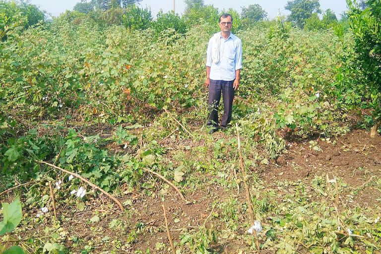 Damage to crops by wild animals