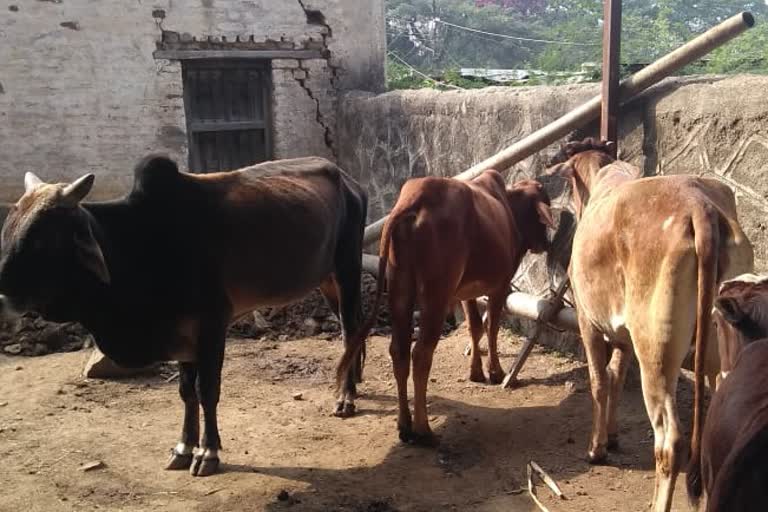 theif stolen 5 cattle from kannad corporation