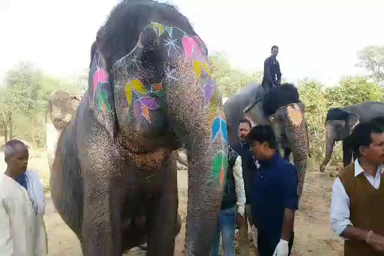 जयपुर की खबर,  jaipur news,  जयपुर में हाथी स्वास्थ्य परीक्षण शिविर,  Elephant health test camp in jaipur