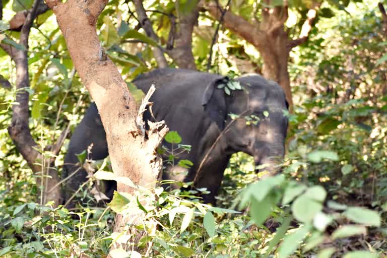 Train hit elephant at deeporbill