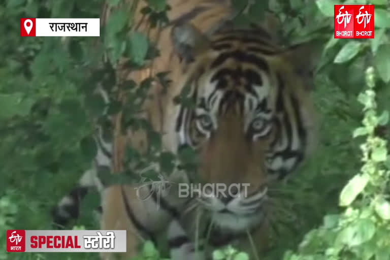 रणथम्भौर से पलायन कर मुकुंदरा आ सकते हैं टाइगर,  Tiger can migrate from Ranthambore to Mukundara