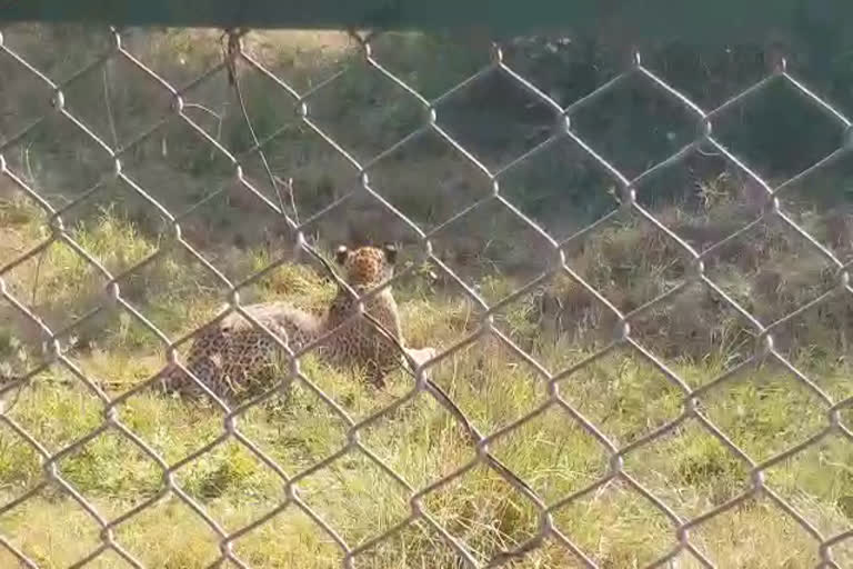 नाहरगढ़ बायोलॉजिकल पार्क,  Nahargarh Biological Park