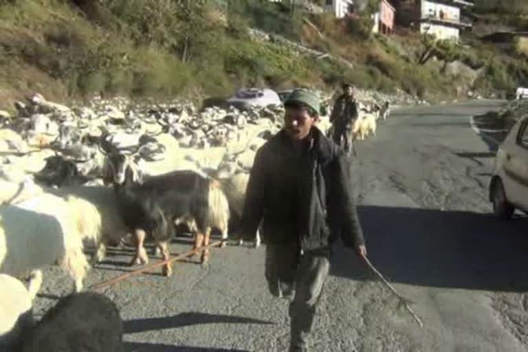 Sheep farmers start migrating