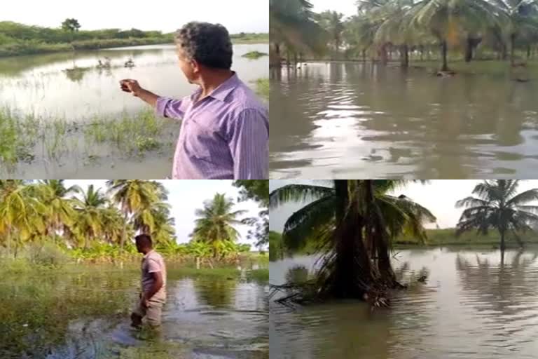 ರೈತರ ಬೆಳೆಗೆ ನುಗ್ಗಿದ ನೀರು