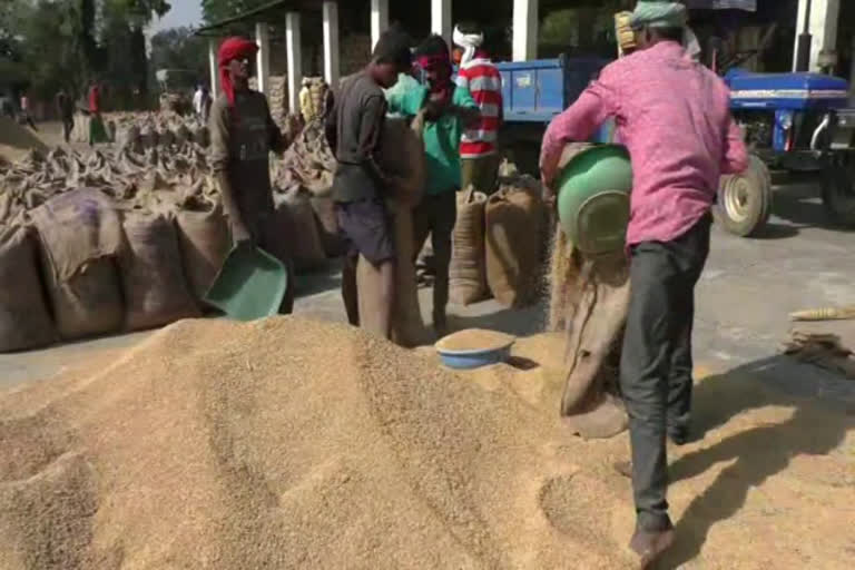 More paddy taken from farmers