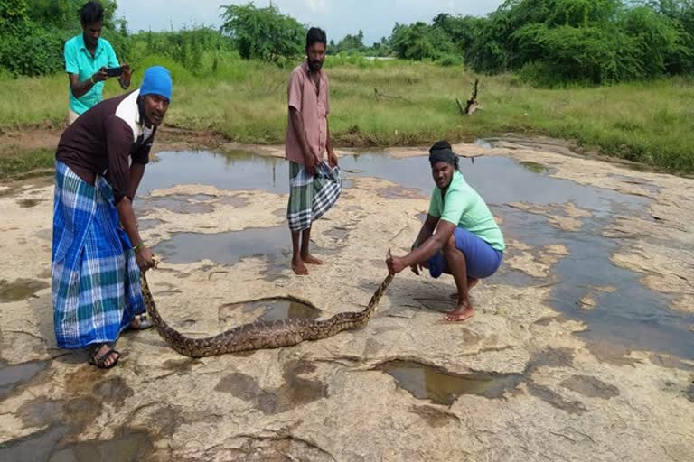 10 அடி நீளம் உள்ள மலைப்பாம்பு மீட்பு