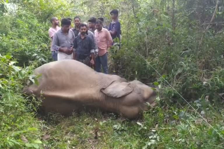 വൈദ്യുതി വേലിയിൽ തട്ടി കാട്ടാന ചെരിഞ്ഞു  വഴിക്കടവ്  പൂവത്തി പൊയിലിൽ  നെല്ലിക്കുത്ത്  കാട്ടാന ചെരിഞ്ഞു  നെല്ലിക്കുത്ത് വനമേഖലയിൽ കാട്ടാന ചെരിഞ്ഞു  elephant dies at nilambur  Poovathigal  Nellikkunnu