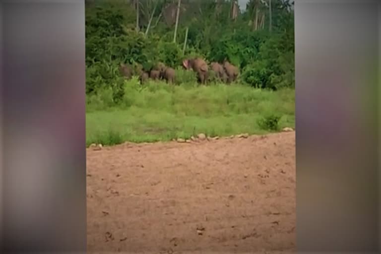 Elephants at Rayakottai