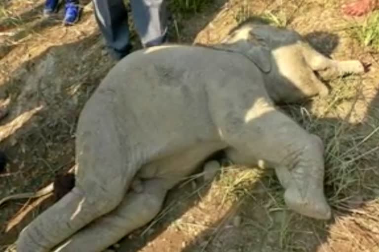 elephant died in subarnapur