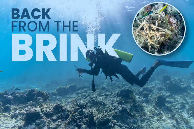 Saving Jamaica's coral, an undersea labor of love.