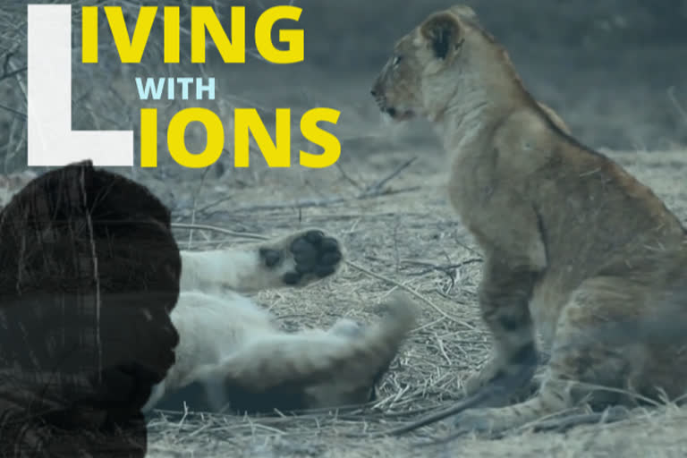 Lion patrol: Learning to share the savannah with big animals