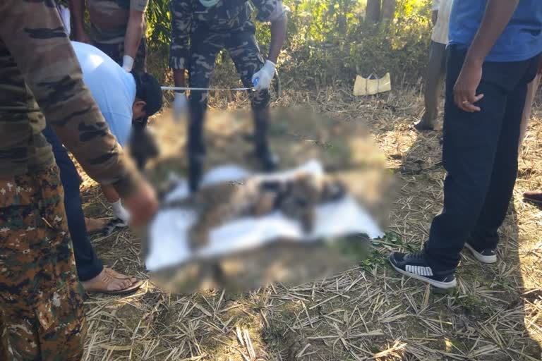 leopard dead body found arjuni morgaon gondia