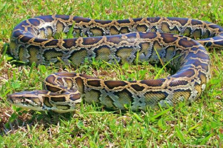 python trapped in net in puttaparti