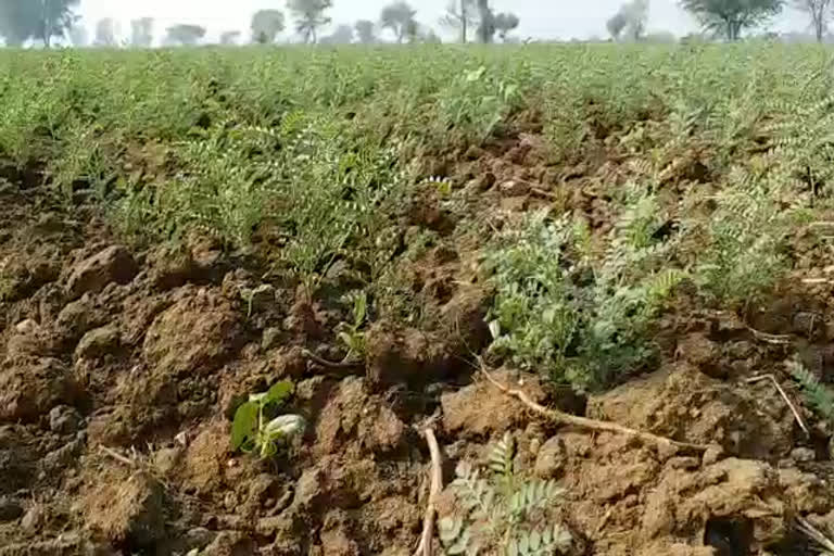 Gram crop Bhilwara, चने की फसल भीलवाड़ा