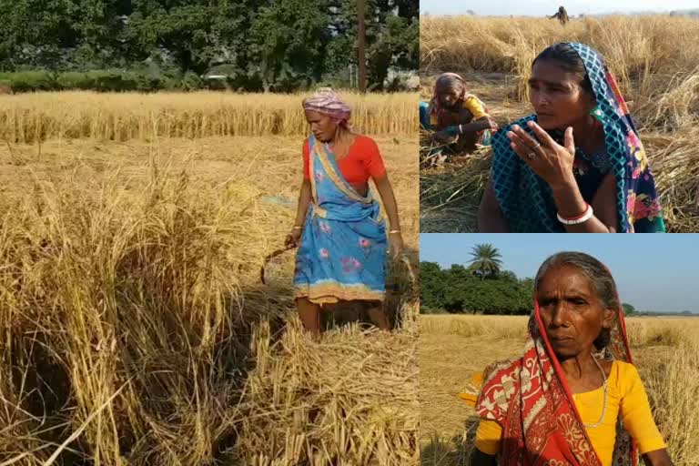 Rain water damaged paddy crop in sahibganj