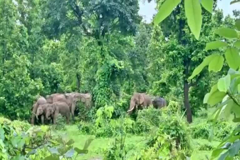 Peoples panic due to return of ganesh elephant in Bilaspur