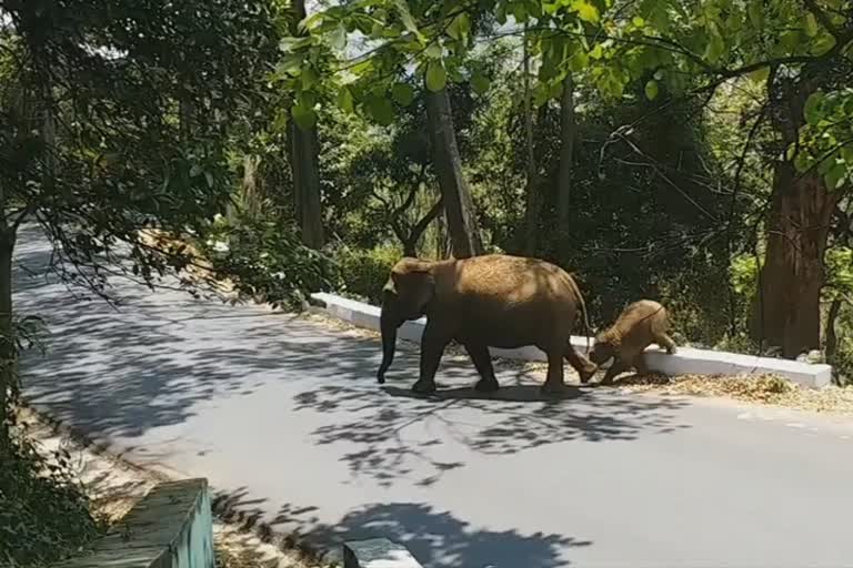 elephant roaming on road side