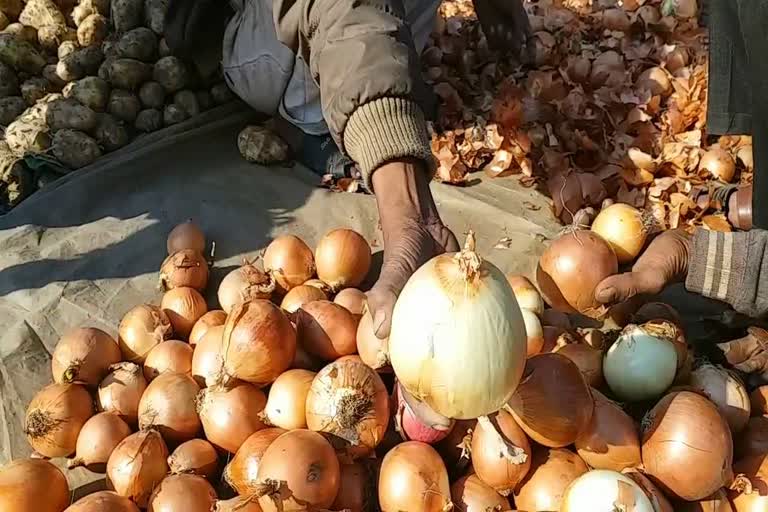 afghanistan onions in chandigarh