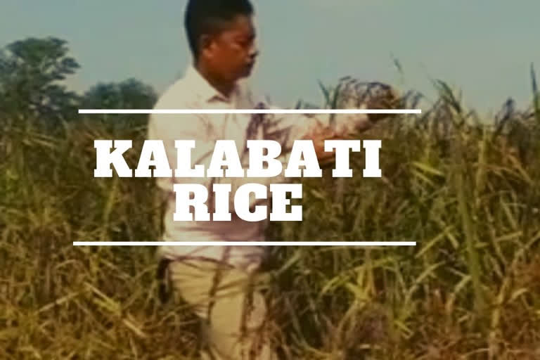 Kalabati rice makes a comeback in Odisha