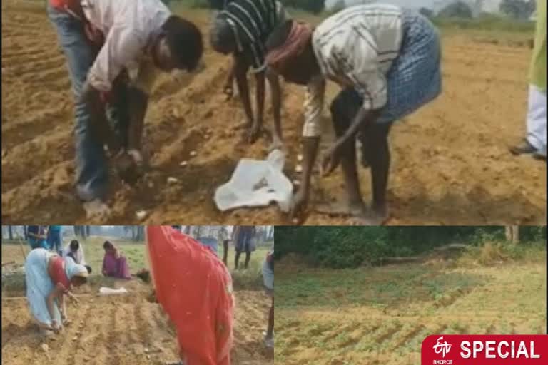 people growing crops on non fertile land in nawada