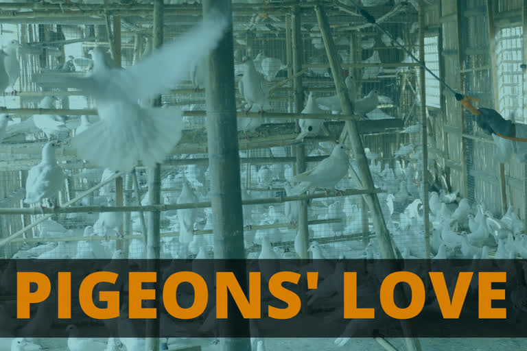 Pakistanis fly into tizzy over their pigeons' love for India