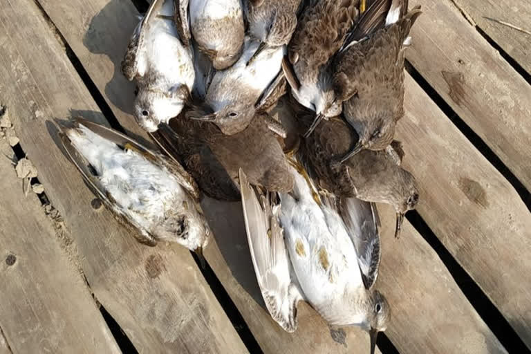 migratory bird death