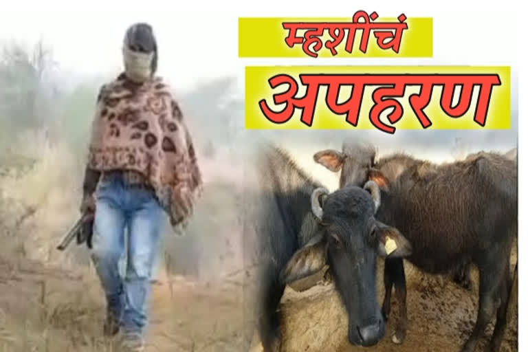 buffalo-kidnapping-in-mp