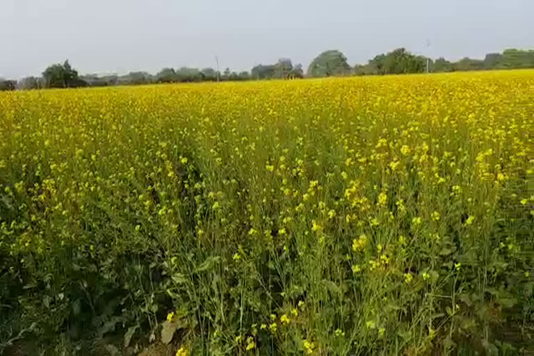 Mustard crop Bhilwara, सरसों की फसल भीलवाड़ा