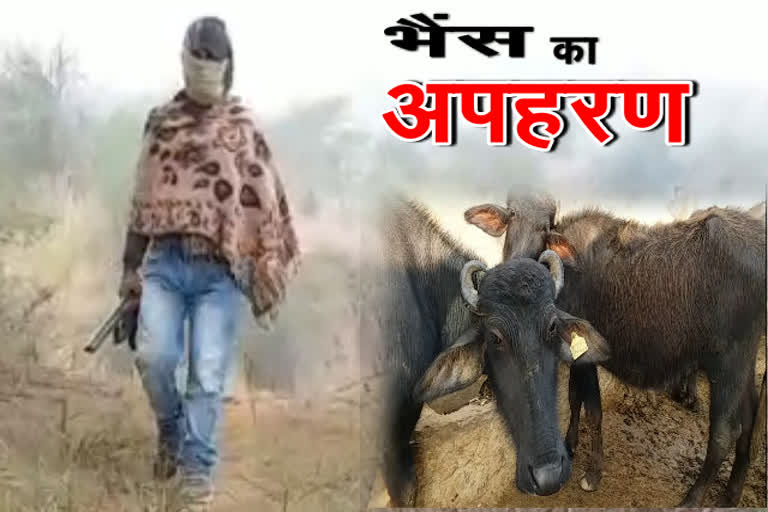 ransom in lieu of buffalo mp , भैंसों का अपहरण मुरैना मध्य प्रदेश न्यूज