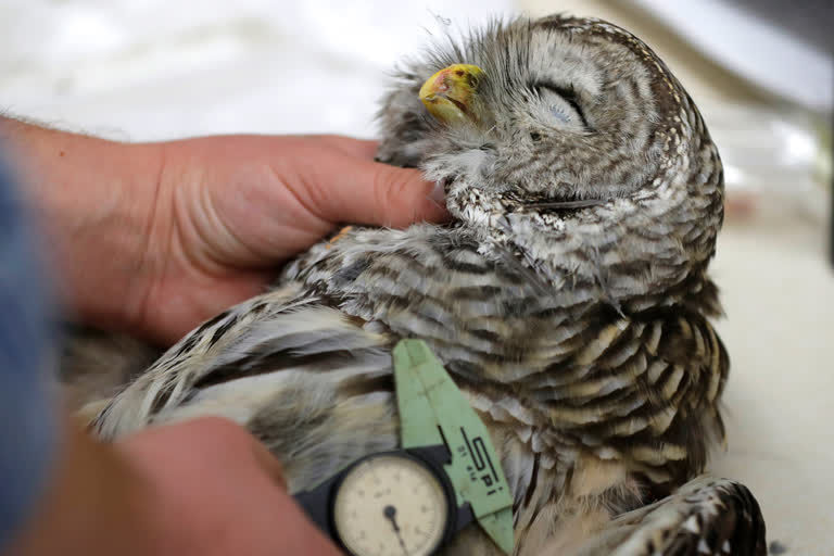 Killing owl to save owl