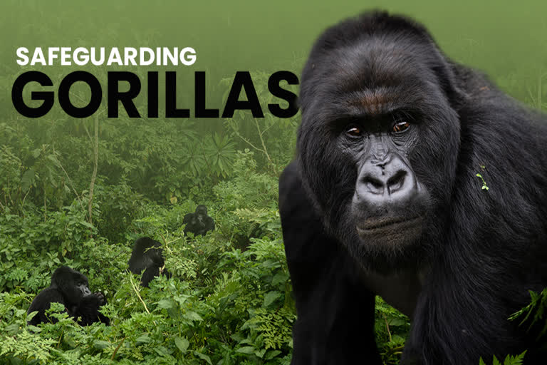 With lots of human help, Gorillas turning into 'Endangered' species from 'Critically Endangered' in Rwanda.